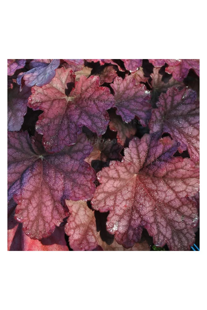 Żurawka 'World Cafe Shakerato' | Heuchera