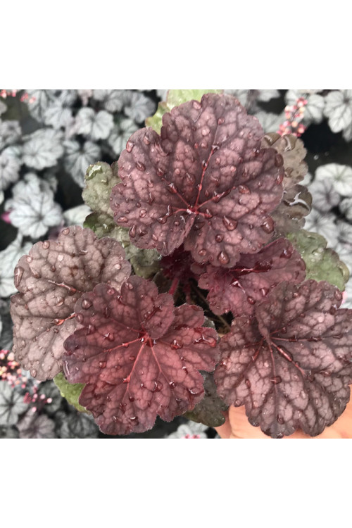 Żurawka 'World Cafe Shakerato' | Heuchera