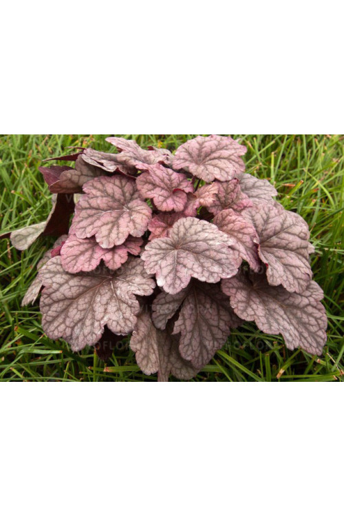 Żurawka 'World Cafe Shakerato' | Heuchera