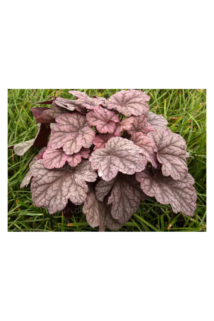 Żurawka 'World Cafe Shakerato' | Heuchera