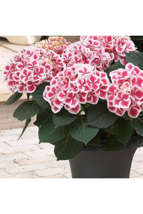 Hortensja 'Camilla' | Hydrangea macrophylla