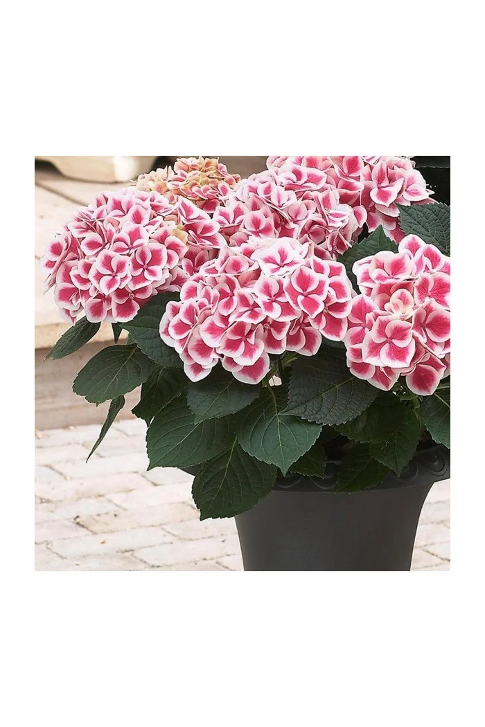 Hortensja 'Camilla' | Hydrangea macrophylla