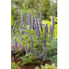 Kłosowiec 'Black Adder' | Agastache foeniculum