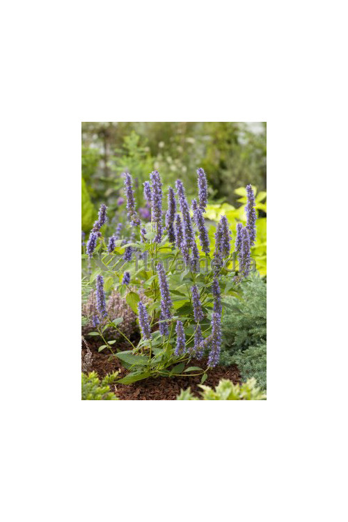 Kłosowiec 'Black Adder' | Agastache foeniculum