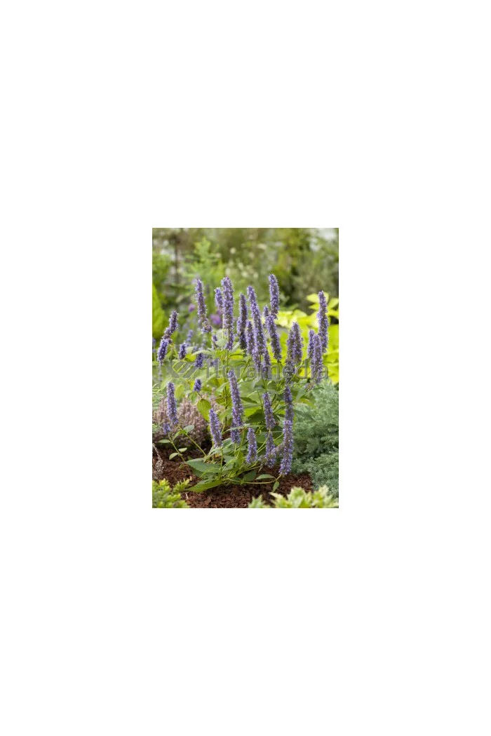 Kłosowiec 'Black Adder' | Agastache foeniculum