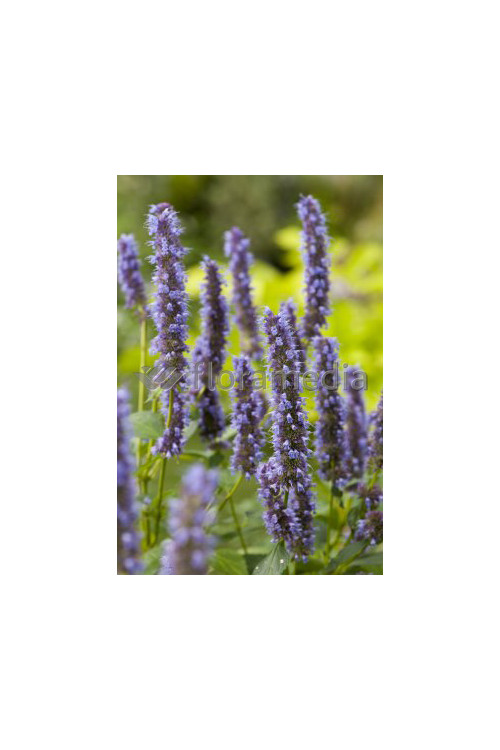Kłosowiec 'Black Adder' | Agastache foeniculum