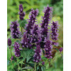 Kłosowiec 'Black Adder' | Agastache foeniculum