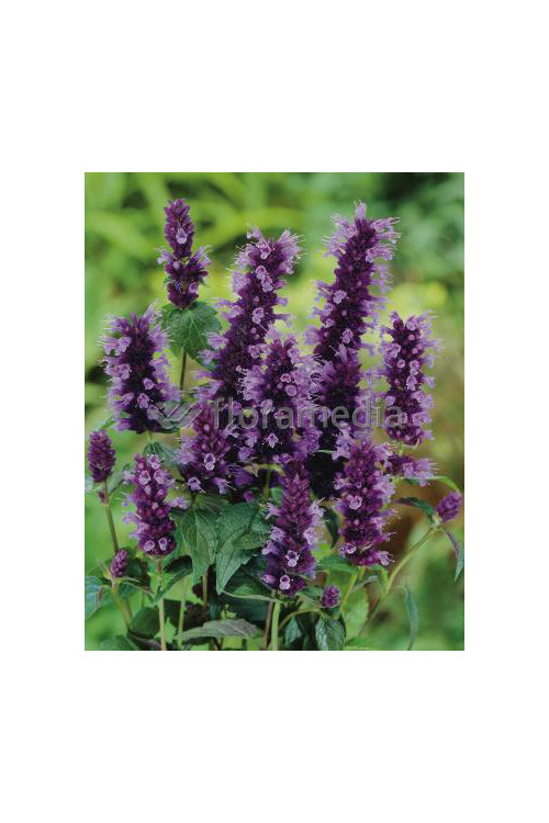 Kłosowiec 'Black Adder' | Agastache foeniculum