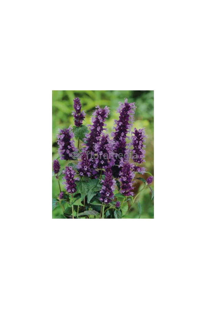 Kłosowiec 'Black Adder' | Agastache foeniculum