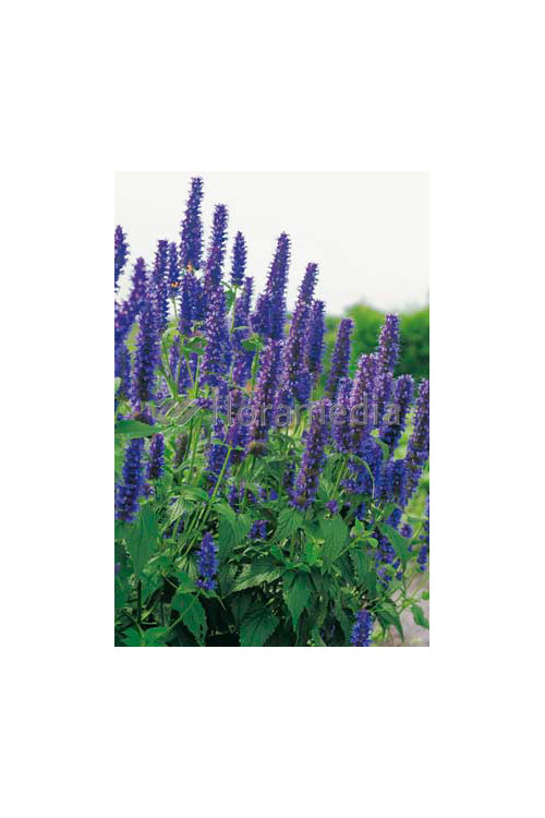 Kłosowiec 'Black Adder' | Agastache foeniculum