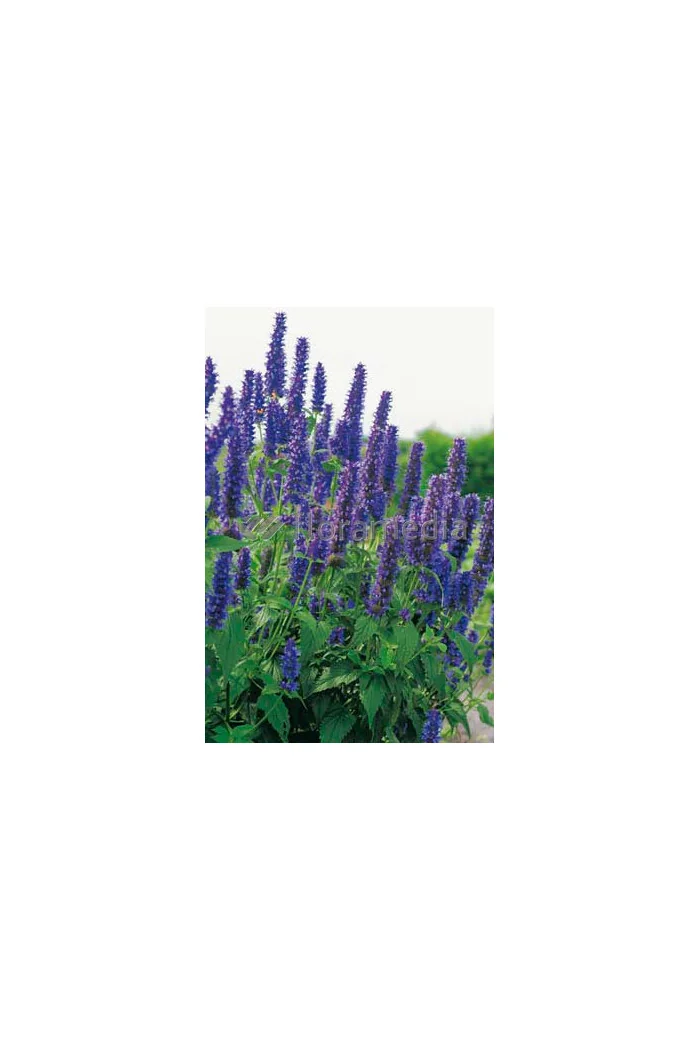 Kłosowiec 'Black Adder' | Agastache foeniculum