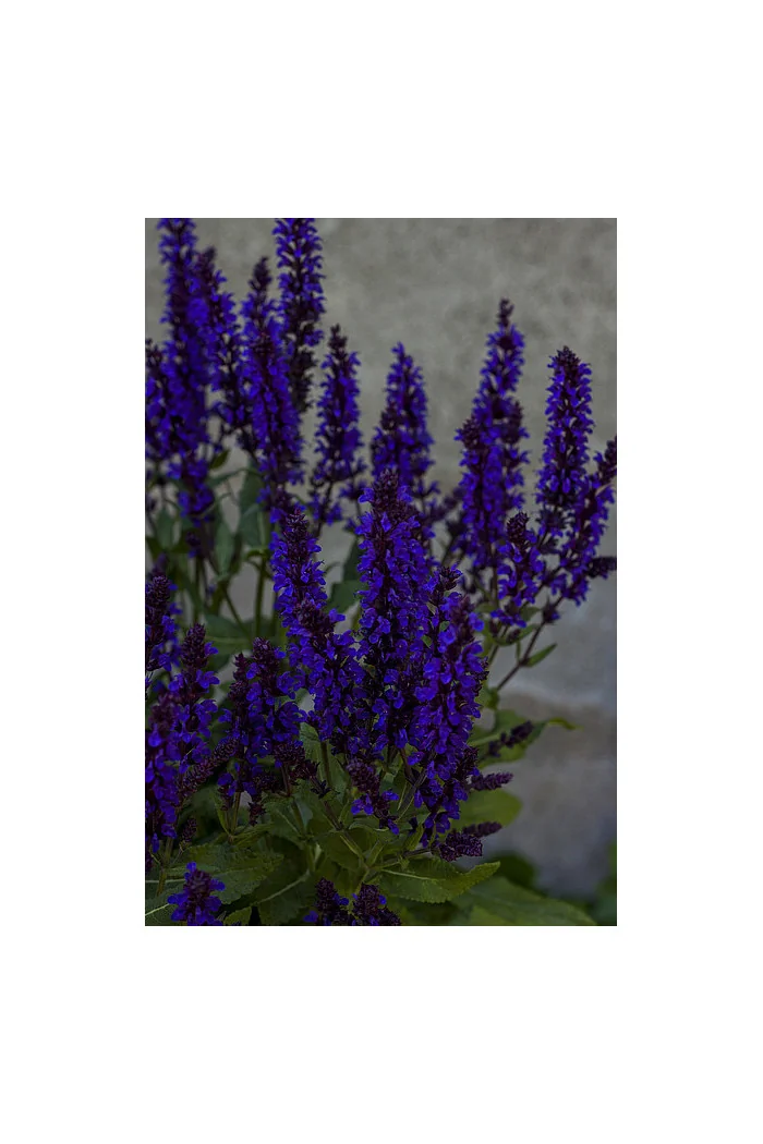 Szałwia omszona 'Night Field' | Salvia nemorosa
