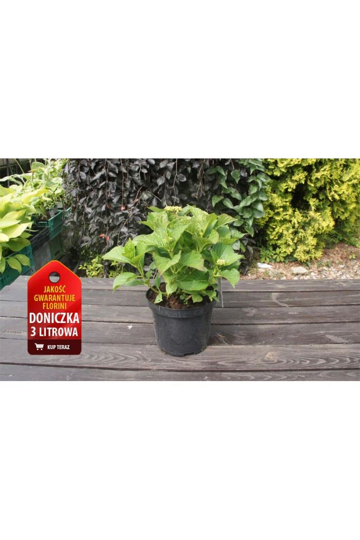 Hortensja 'Hortensja Belle Seduction ®' | Hydrangea macrophylla