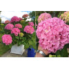 Hortensja 'Hortensja Belle Seduction ®' | Hydrangea macrophylla