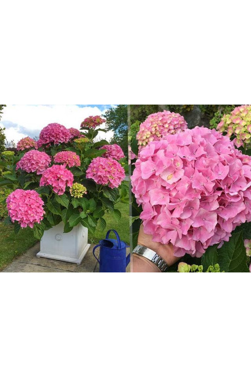Hortensja 'Hortensja Belle Seduction ®' | Hydrangea macrophylla