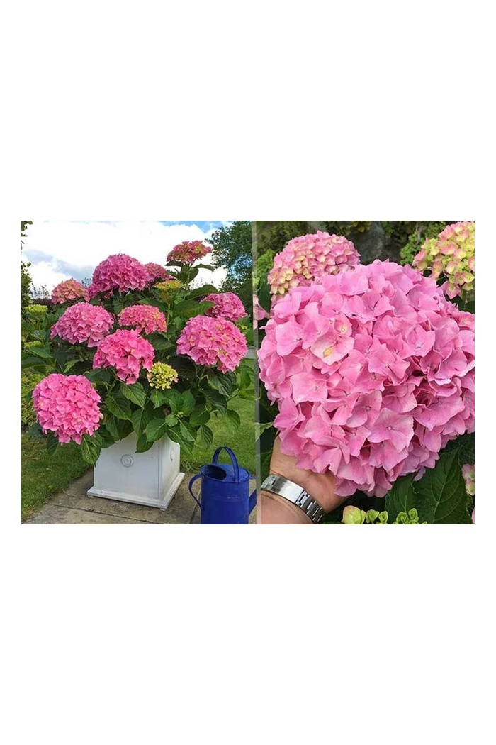 Hortensja 'Hortensja Belle Seduction ®' | Hydrangea macrophylla
