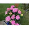 Hortensja 'Hortensja Belle Seduction ®' | Hydrangea macrophylla