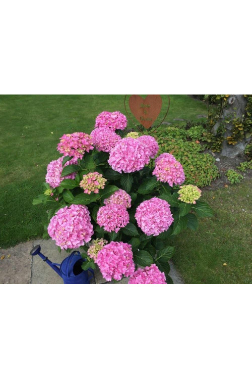 Hortensja 'Hortensja Belle Seduction ®' | Hydrangea macrophylla
