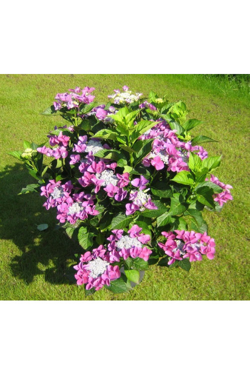 Hortensja ogrodowa 'Ranice' NIZZA ® | Hydrangea macrophylla