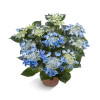Hortensja ogrodowa 'Ranice' NIZZA ® | Hydrangea macrophylla