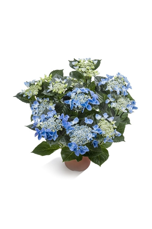 Hortensja ogrodowa 'Ranice' NIZZA ® | Hydrangea macrophylla