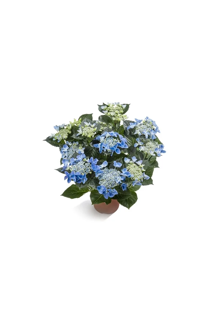 Hortensja ogrodowa 'Ranice' NIZZA ® | Hydrangea macrophylla