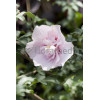 Ketmia syryjska 'French Cabaret Pastel' Hibiscus syriacus