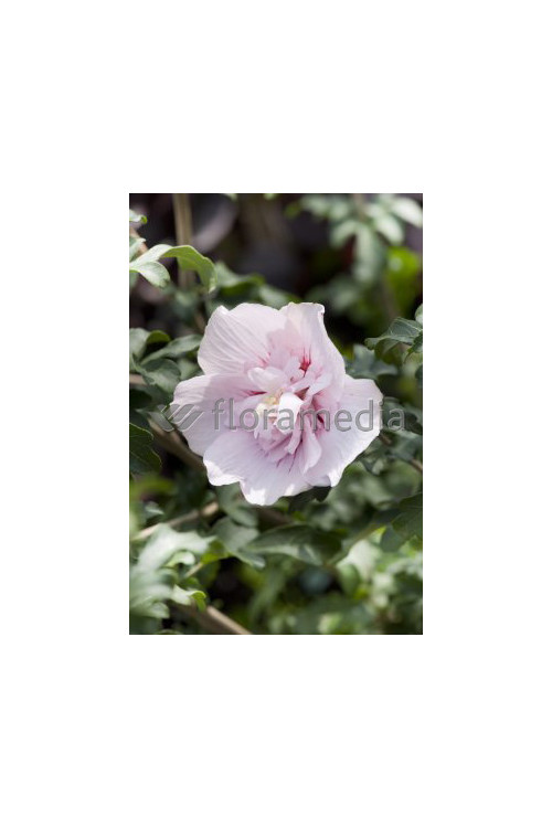 Ketmia syryjska 'French Cabaret Pastel' Hibiscus syriacus