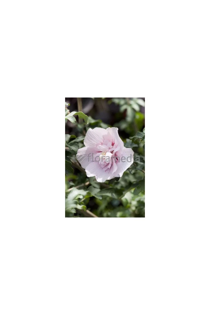 Ketmia syryjska 'French Cabaret Pastel' Hibiscus syriacus