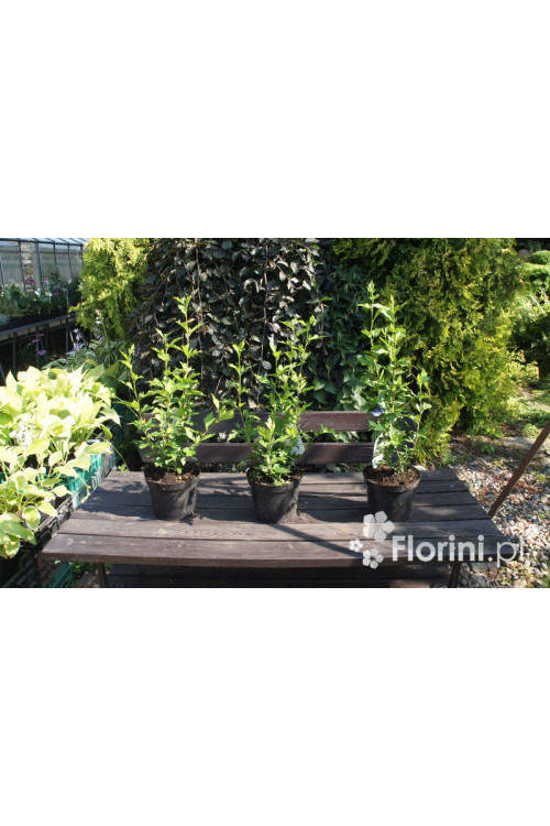 Ketmia syryjska 'French Cabaret Pastel' Hibiscus syriacus