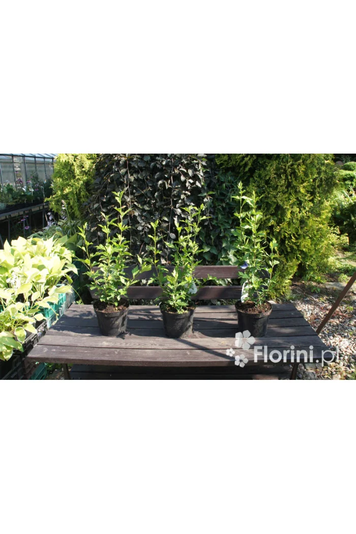 Ketmia syryjska 'French Cabaret Pastel' Hibiscus syriacus