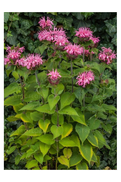 Pysznogłówka 'Bee Lieve' | Monarda