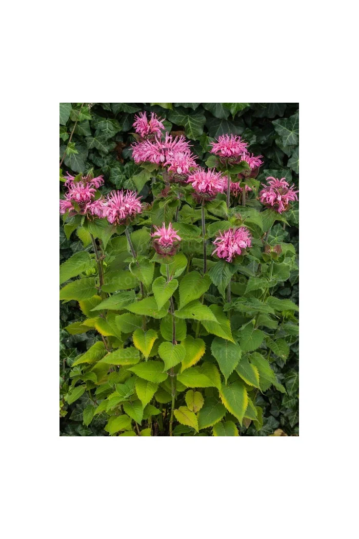 Pysznogłówka 'Bee Lieve' | Monarda