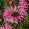 Pysznogłówka 'Bee Lieve' | Monarda