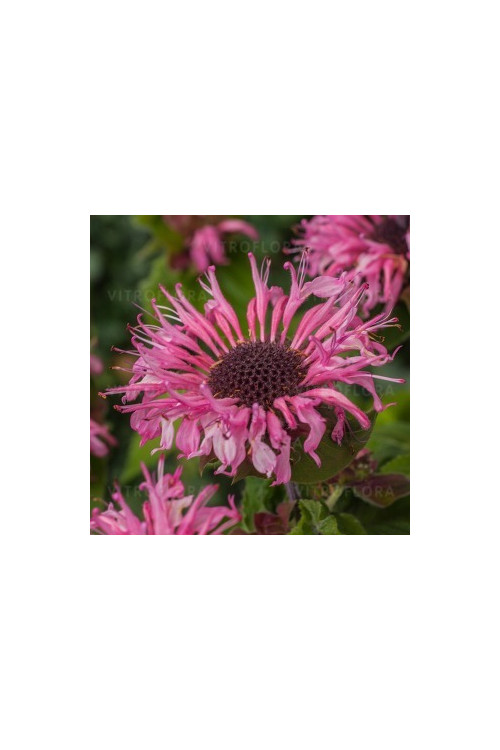 Pysznogłówka 'Bee Lieve' | Monarda