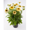 Jeżówka 'Mellow Yellows' Echinacea