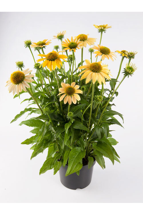 Jeżówka 'Mellow Yellows' Echinacea