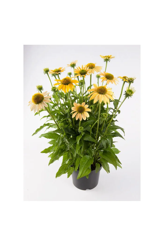 Jeżówka 'Mellow Yellows' Echinacea