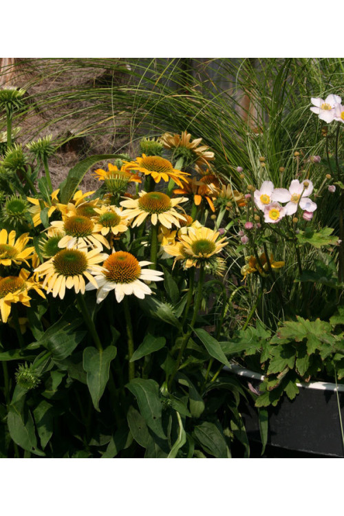 Jeżówka 'Mellow Yellows' Echinacea
