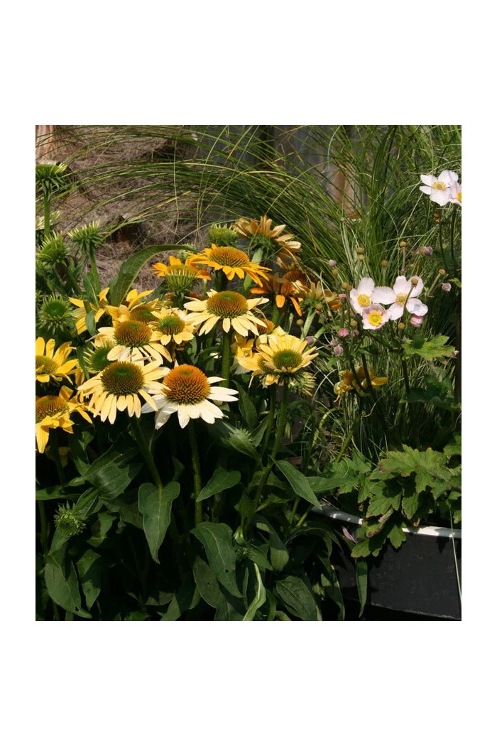 Jeżówka 'Mellow Yellows' Echinacea