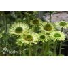 Jeżówka 'Real Green' Echinacea