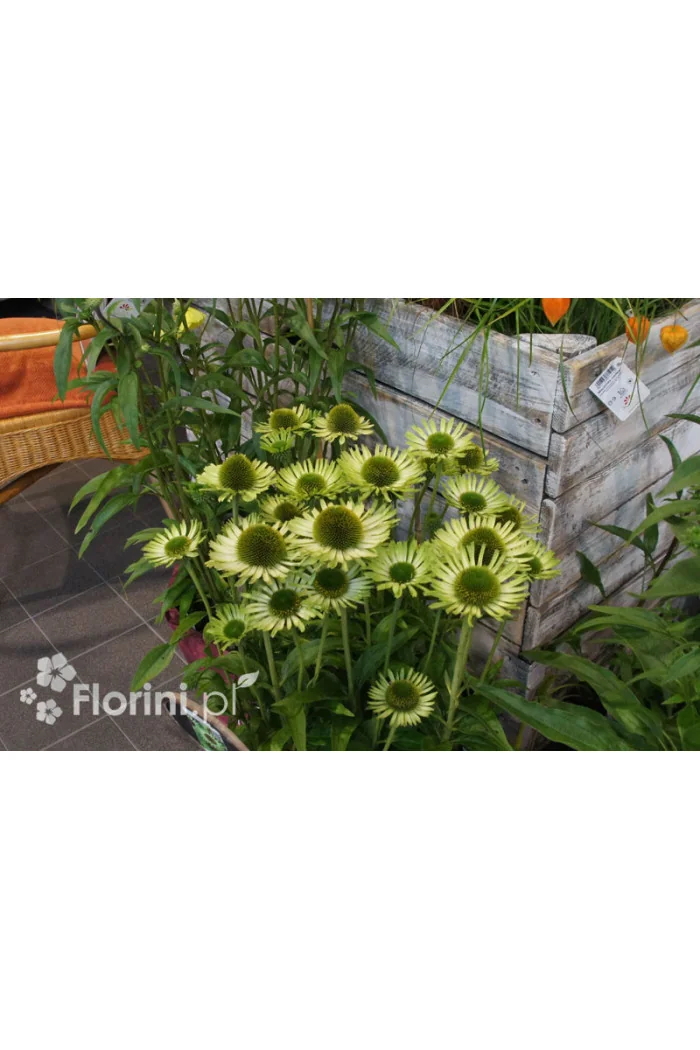 Jeżówka 'Real Green' Echinacea