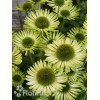 Jeżówka 'Real Green' Echinacea