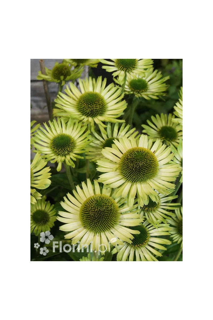 Jeżówka 'Real Green' Echinacea