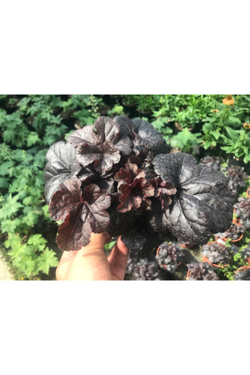 Żuraweczka (Żurawka) 'Onyx' | Heucherella