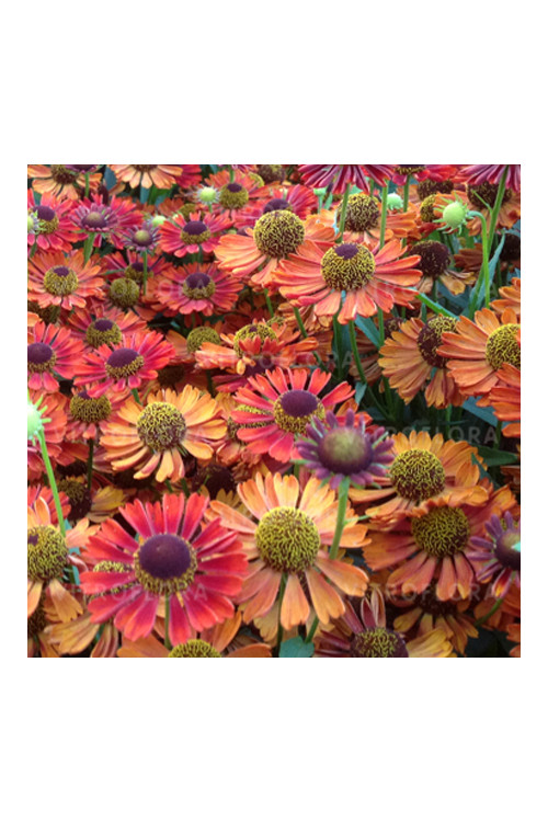 Dzielżan jesienny 'Siesta' | Helenium autumnale