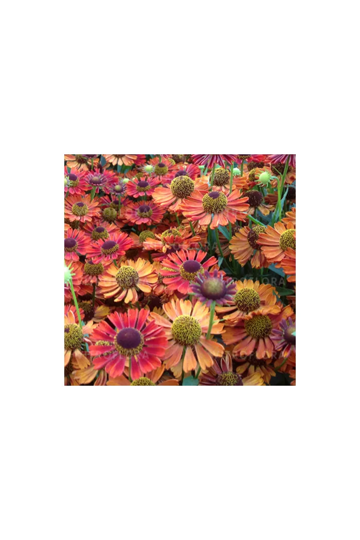 Dzielżan jesienny 'Siesta' | Helenium autumnale