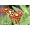 Dzielżan jesienny 'Siesta' | Helenium autumnale