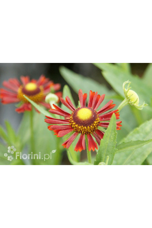 Dzielżan jesienny 'Siesta' | Helenium autumnale