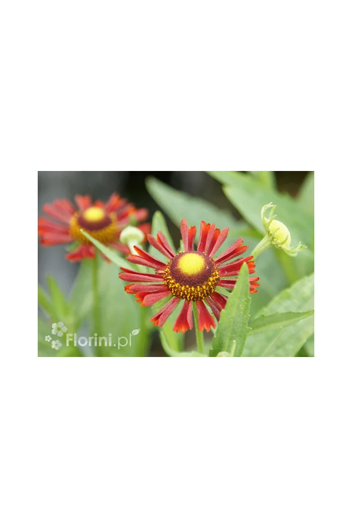 Dzielżan jesienny 'Siesta' | Helenium autumnale